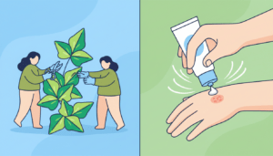 découvrez comment prévenir et traiter efficacement l'allergie à l'herbe à puce grâce à nos conseils pratiques et solutions adaptées.